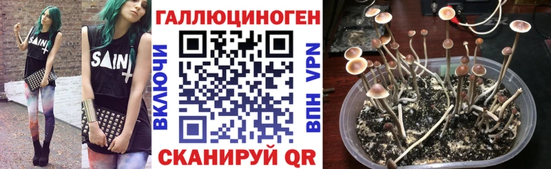 Галлюциногенные грибы Psilocybe закладка Каменка